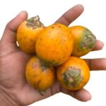 Betel Nut 5 pcs (Supari/Guya/Tamul)