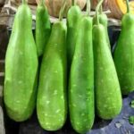 Bottle Gourd (Pani law)
