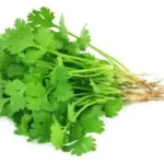 Green Coriander leaves (Dhaniya patta) - (100g)