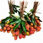 Litchi