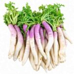 Radish (Mula)